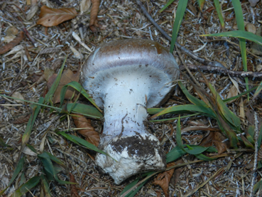 ritrovamenti 11 ottobre